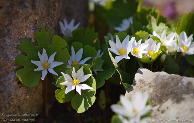 Sanguinaria canadensis (700x445, 153Kb)