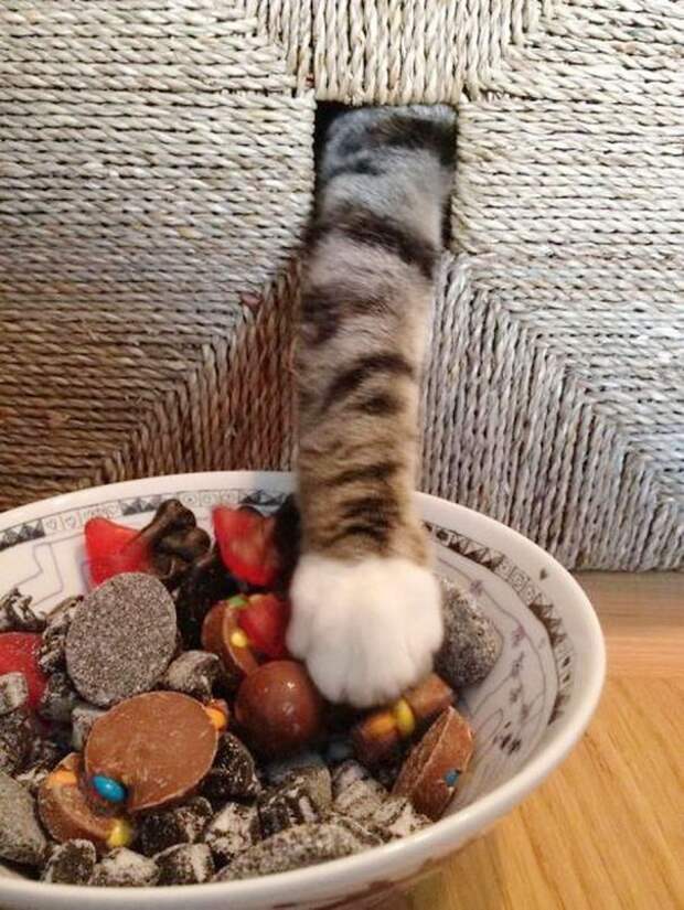 ниндзя кот