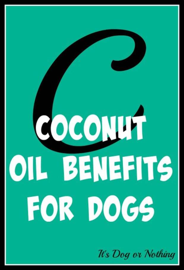 When it comes to giant breed health and nutrition, there's a lot that goes into raising a happy, healthy dog. We're going from A to Z talking about giant breed specific needs!