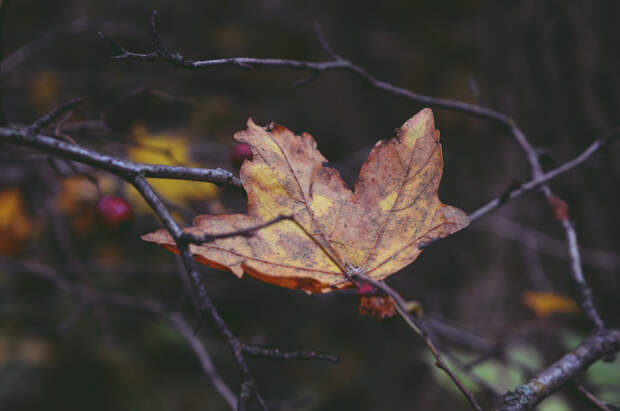 fallen leaf by Mirjana  on 500px.com