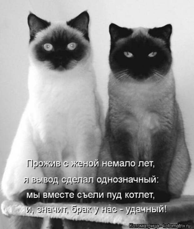 Новые юморные котоматрицы (27 шт) Новые юморные котоматрицы (27 шт)