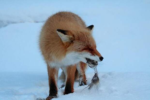 Чем питается лиса? Чем питается лиса в лесу зимой?