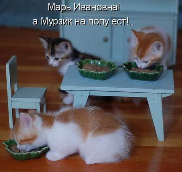 Лучшие котоматрицы недели (50 фото)