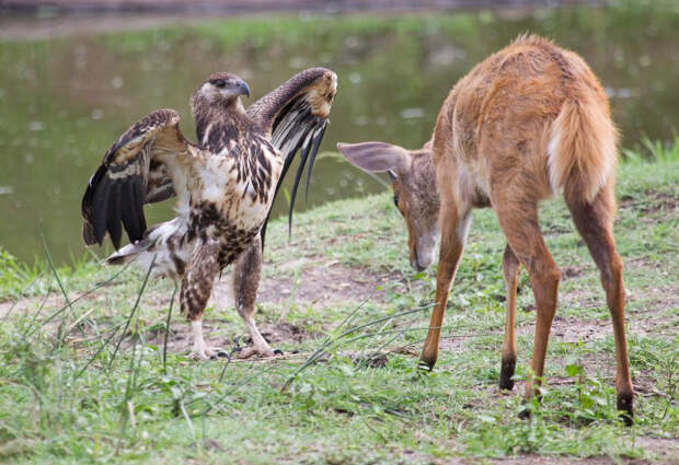 Несовершеннолетний орел и молодой олень в Национальном парке Крюгера в Южной Африке