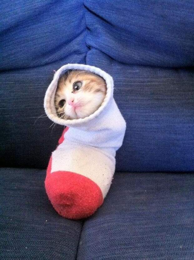 коты это жидкость (6)