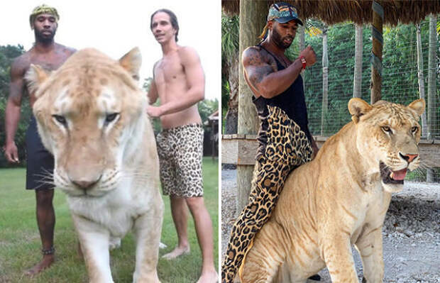 Из гибрита тигра и льва получилась огромная кошка