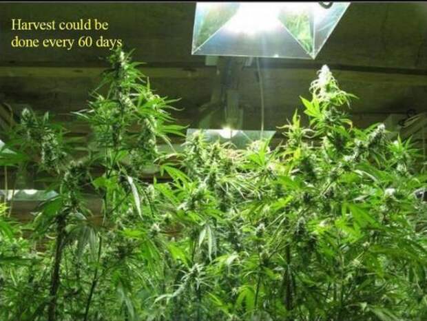 Дом с золотым запасом (13 фото)