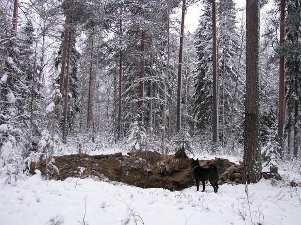 Отпуск в лесу