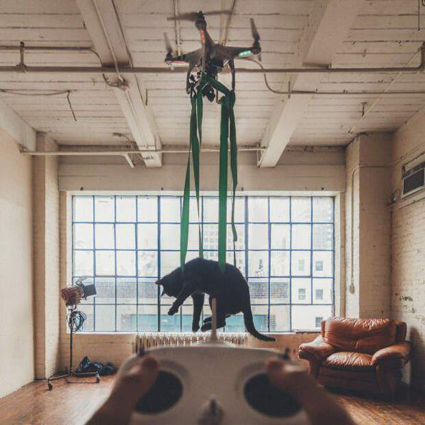 Забавные коты. часть 14 (30 фото)