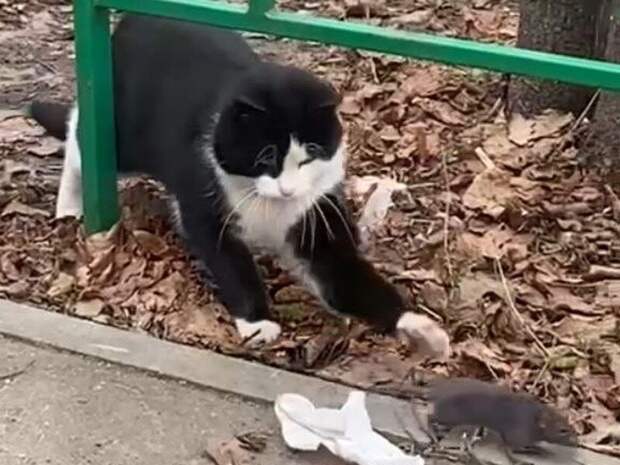 Кот устроил охоту на крысу посреди двора в Подмосковье