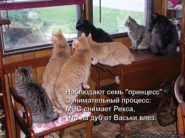 Лучшие котоматрицы недели