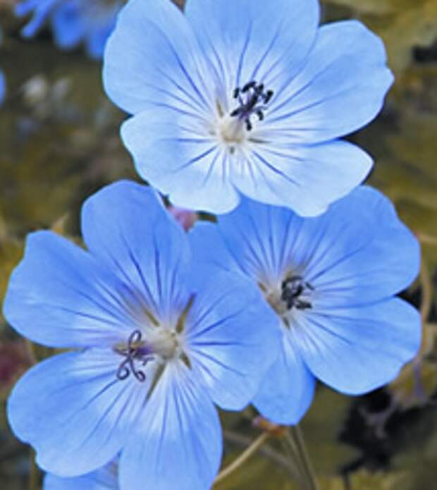 Герань (Geranium Rozanne)