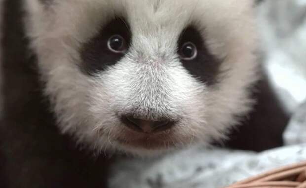 Директор Московского зоопарка Акулова рассказала Путину о рождении панды Катюши