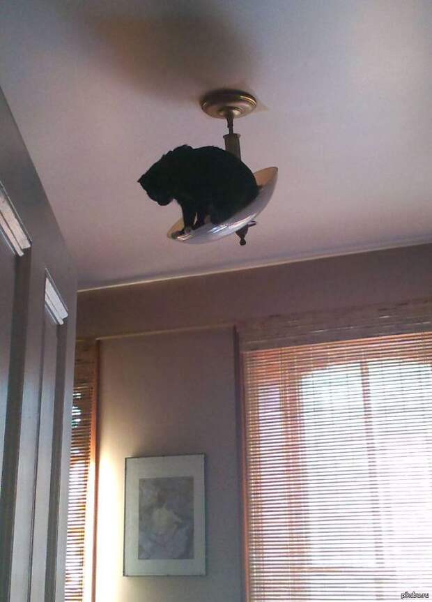 ниндзя кот 