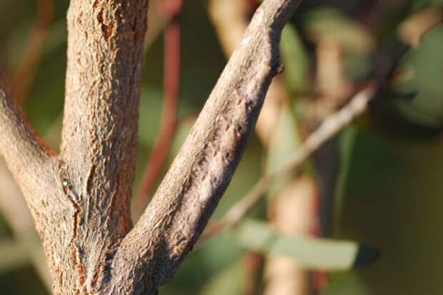 camouflaged_animals_19
