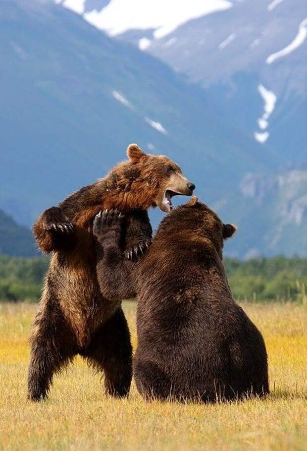 Покажи фотографию медведя