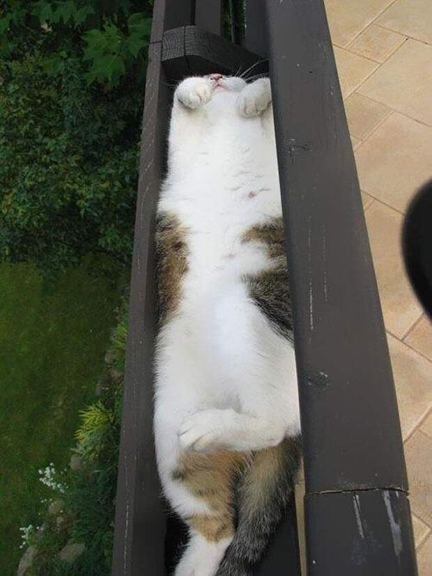 коты это жидкость (13)