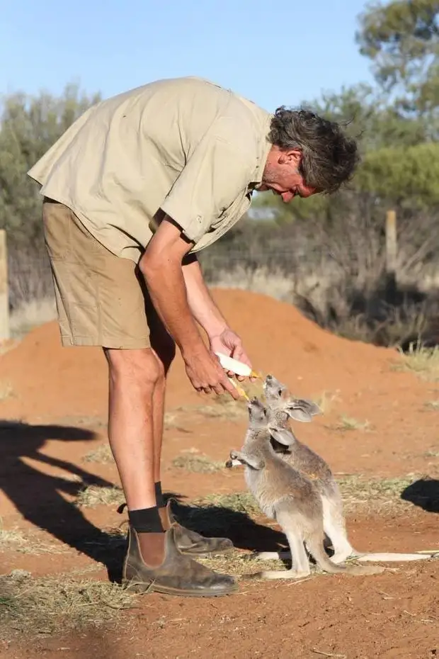 Маленькие кенгурята остаются умирать в сумке погибшей матери, пока не приходит он