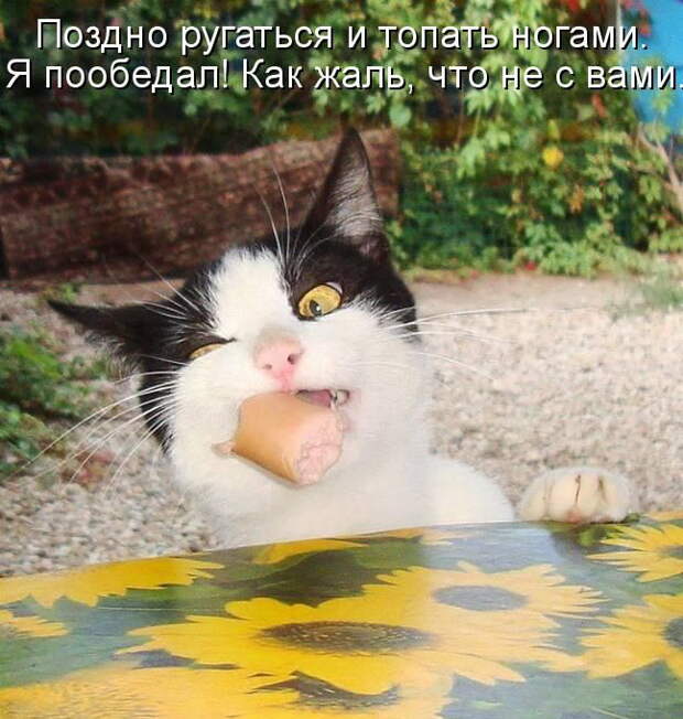 Лучшие котоматрицы недели (50 фото) Лучшие котоматрицы недели (50 фото)