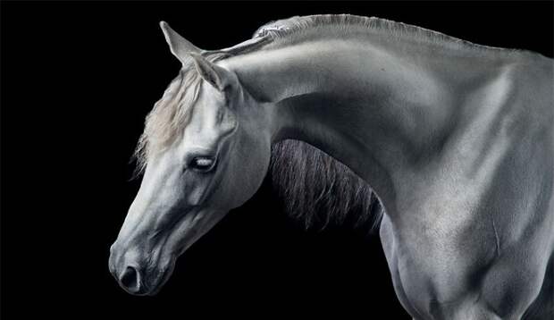 Потрясающие работы девушки, которая исполнила мечту детства и стала конным фотографом животные, искусство, лошади, фотография