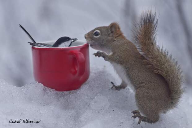 Фотография забавная жизнь белок Andre Villeneuve Фотография забавная жизнь белок Andre Villeneuve