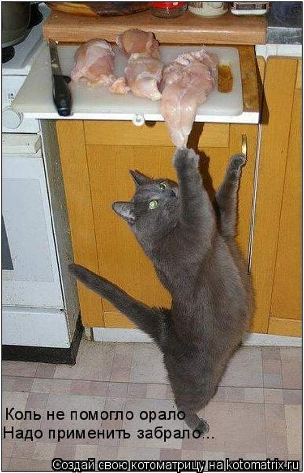 Котоматрица