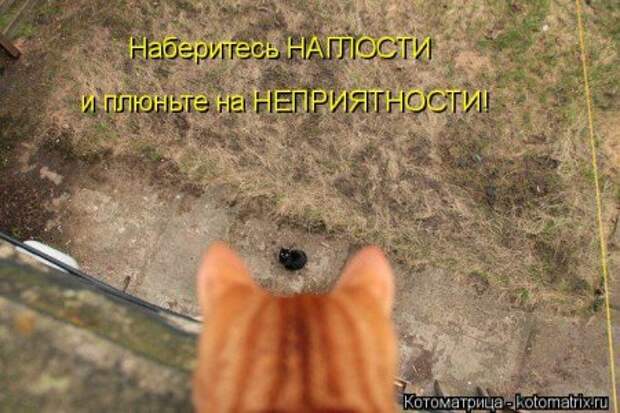 Она приходит... котЭматрикс!