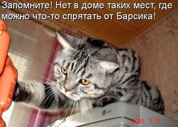Котоматрица (81 фото)
