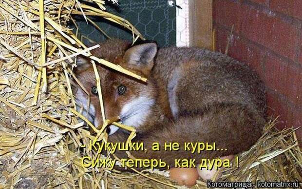 Весёлые котоматрицы - смешные кошки Весёлые котоматрицы - смешные кошки