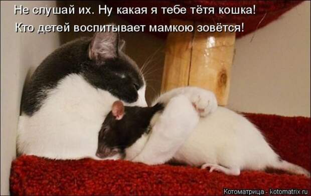 Лучшие котоматрицы недели