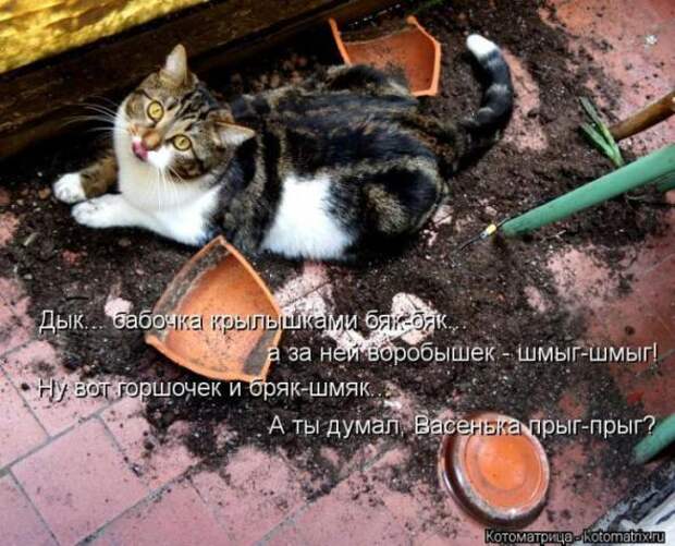 Котоматрицы (забавные картинки с надписями)