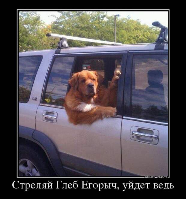 Демотиваторы демотиваторы