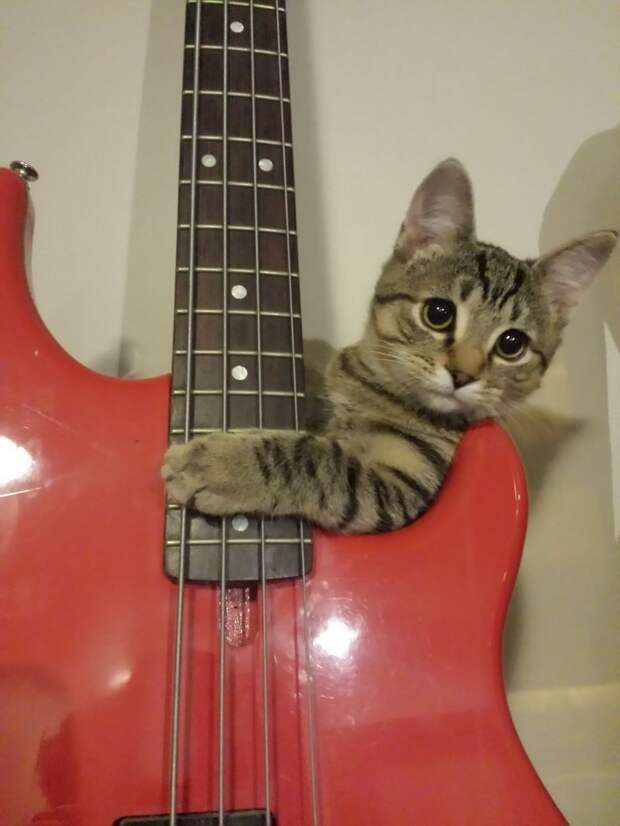 Смешные и забавные кошки