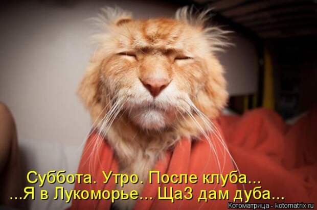 Лучшие котоматрицы недели (50 фото)