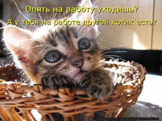 Новая котоматрица на Бугаге (39 фото)