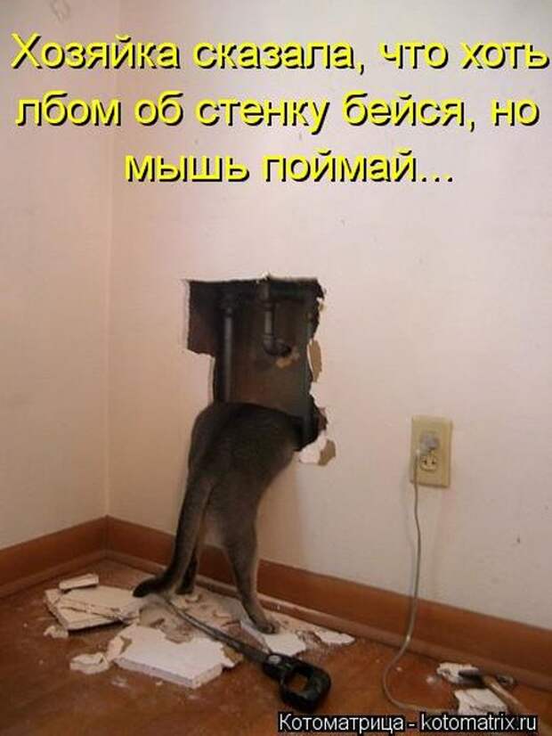 Котоматрицы (картинки с надписями)