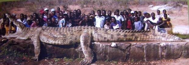 Самый большой крокодил. Самые большие животные, животные, рекорды