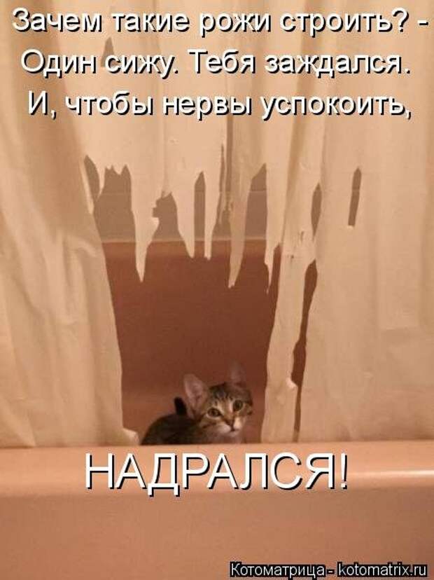 Свежая котоматрица (33 фото)