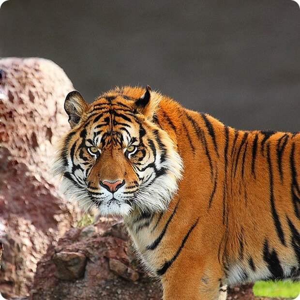 10 Священных животных