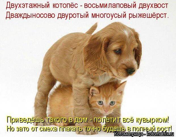 Лучшие котоматрицы недели