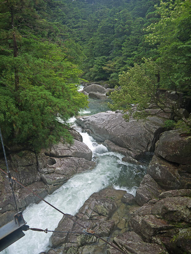Япония, Якусима, остров, якушима, yakushima, лес, yakusugi land, камни, поход, зеленый, дерево, тропинка, экскурсия, река