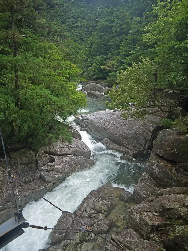 , , , , yakushima, , yakusugi land, , , , , , , 