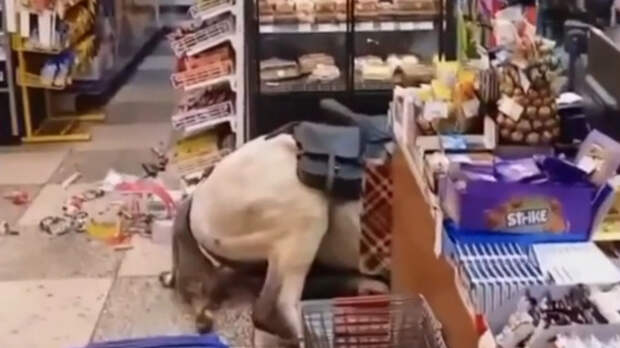 Пьяный мужчина на белом коне ворвался в магазин в Сочи и разбросал шоколадки