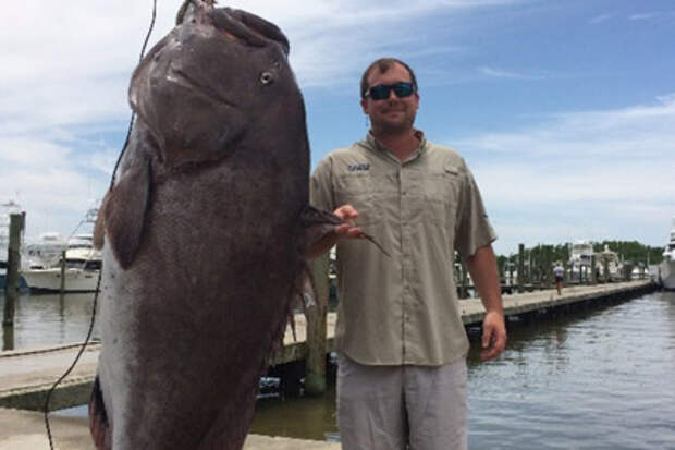 135-килограммового морского окуня выловил рыбак