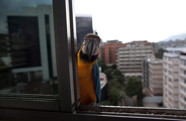 Эскадрильи попугаев ара над столицей Венесуэлы Популяция попугаев ара в Каракасе оценивается в несколько сотен особей. Данный вид попугаев является обладателем самого крепкого клюва на земле. попугай ара Венесуэла Каракас