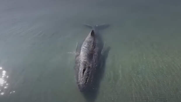Застрявший на мели кит на Балтике уплыл в море