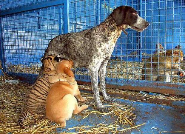 InterspeciesFriends14 InterspeciesFriends14 Самые трогательные примеры дружбы среди животных
