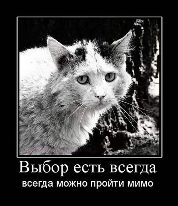Демотиваторы (30 фото)
