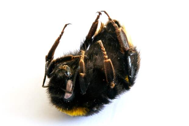 Here's Why Male Bees Are Ejaculating Themselves To Death In Europe Because Of Scorching Heat Wave
