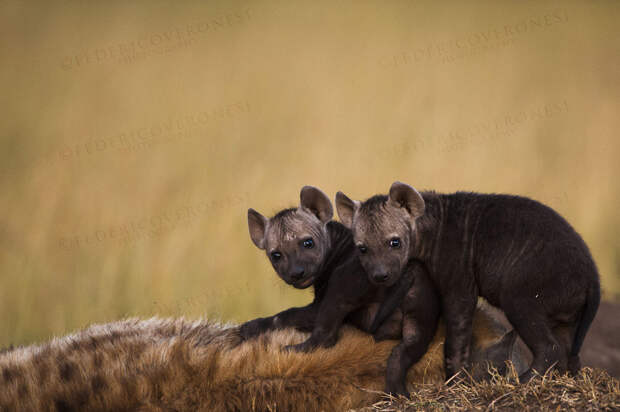 wildlife